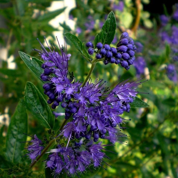 bluebeard (Caryopteris clandonensis 'Longwood Blue') plant — close-up photo