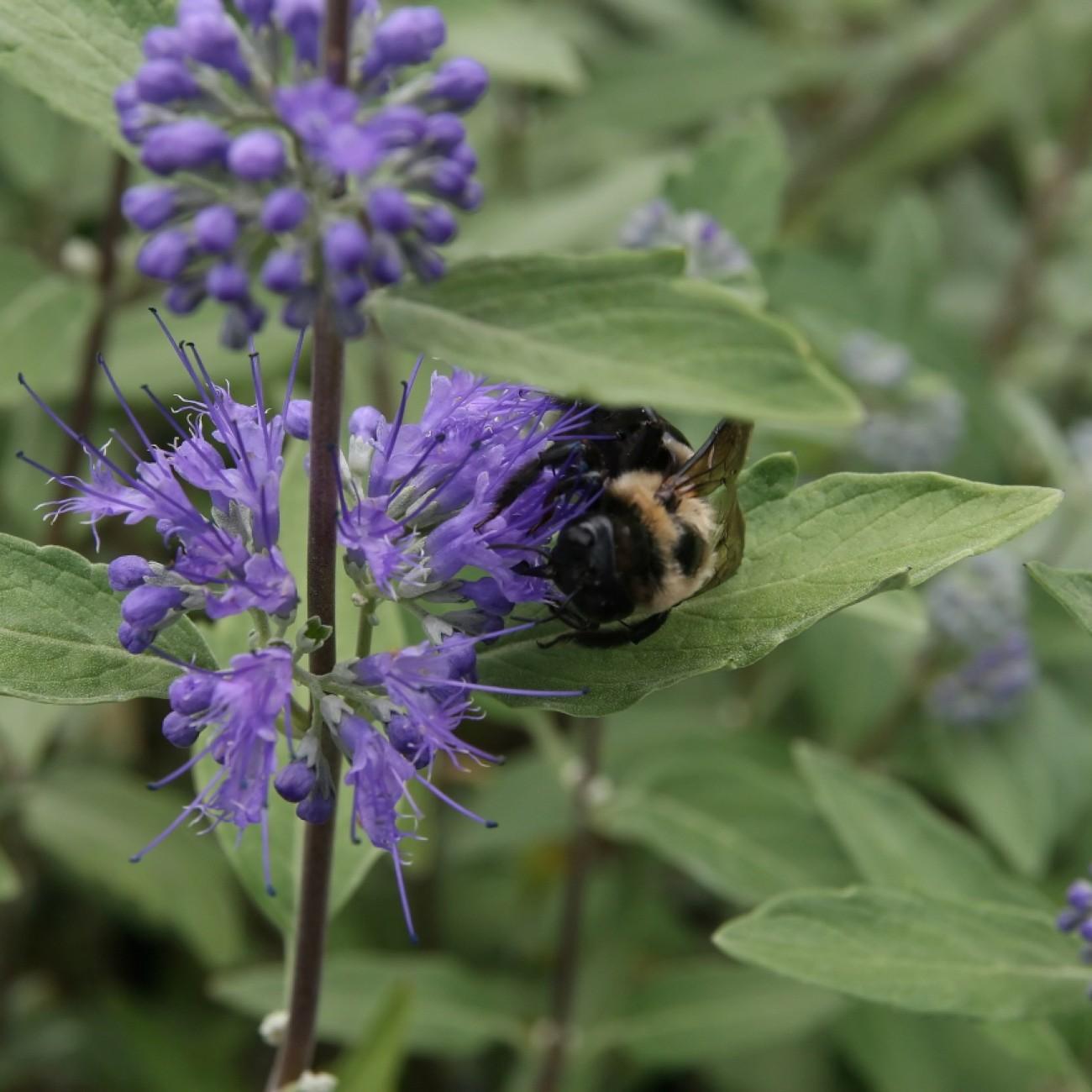 bluebeard (Caryopteris clandonensis 'Arthur Simmonds') plant — close-up photo