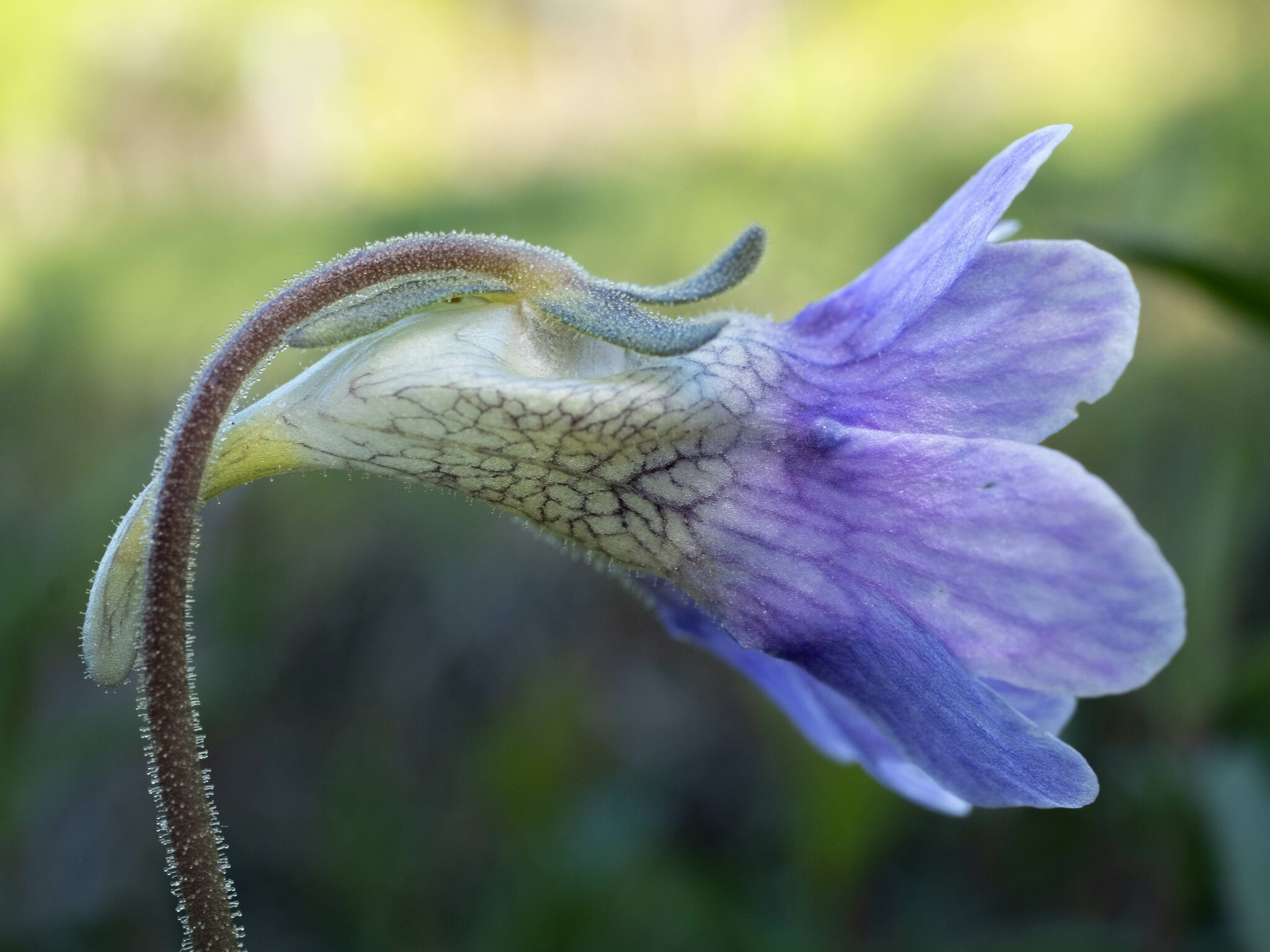 Blueflower Butterwort (Pinguicula caerulea) plant