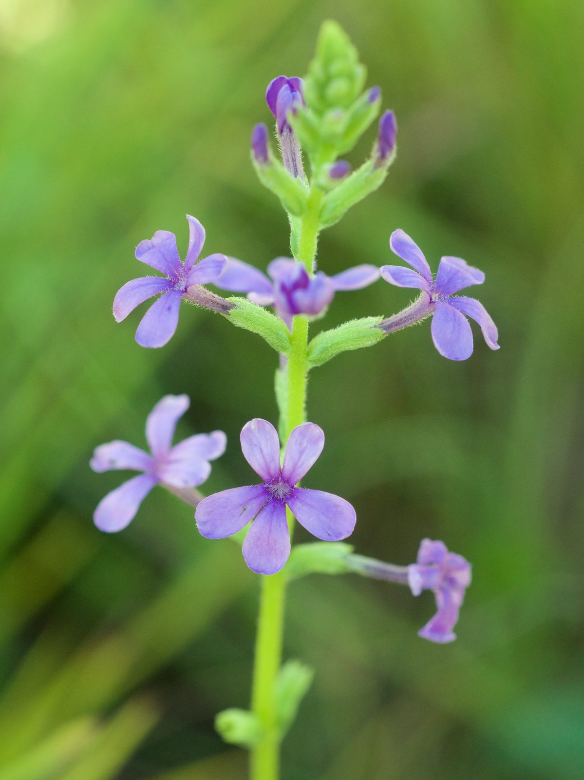 Bluehearts (Buchnera americana) plant
