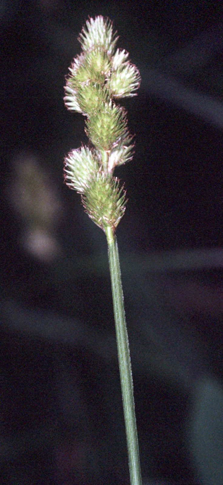 Blunt Broom Sedge (Carex tribuloides) plant