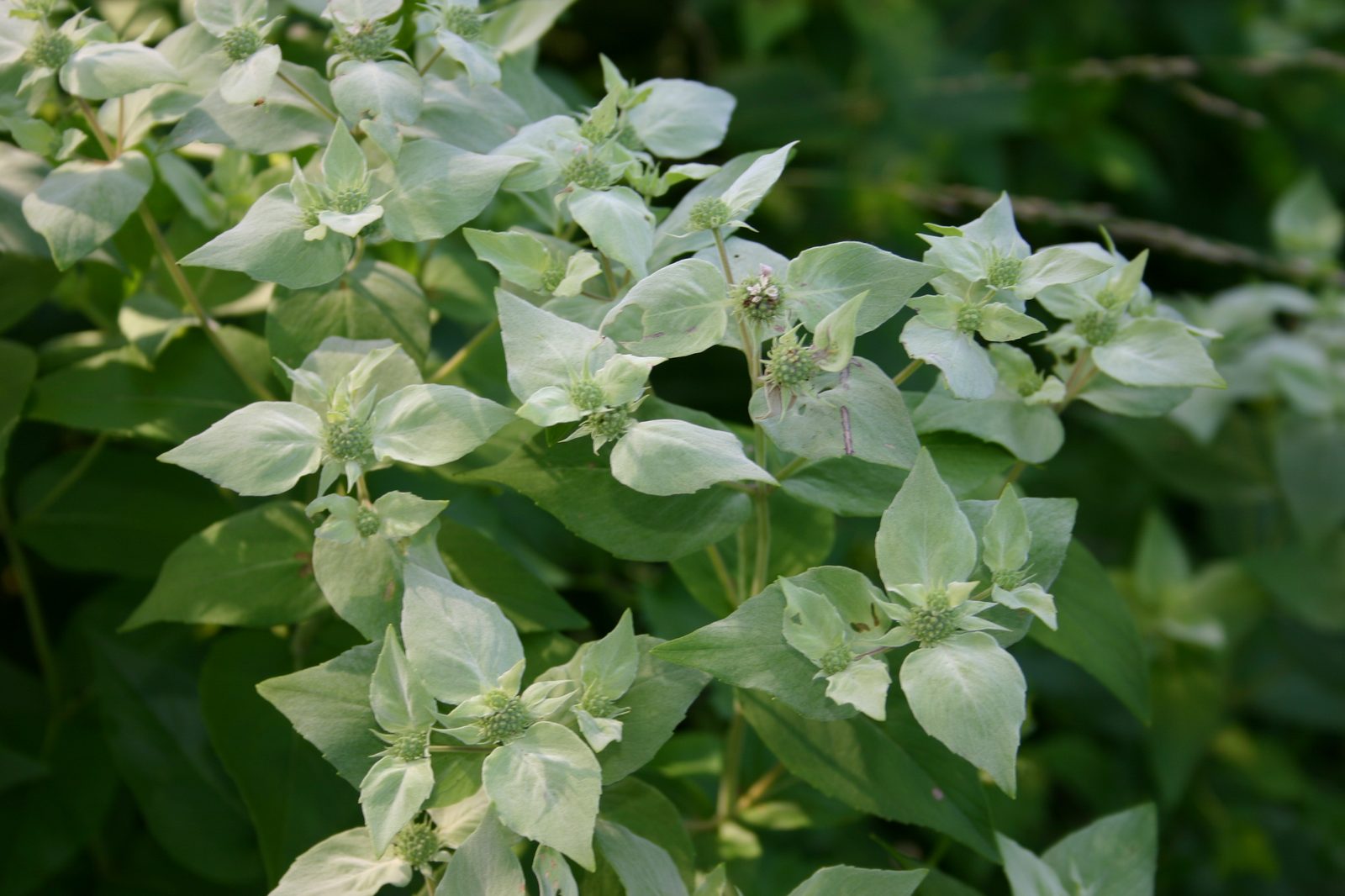 Blunt Mountainmint (Pycnanthemum muticum) plant