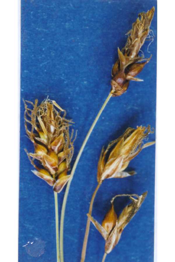 Blunt Sedge (Carex obtusata) plant