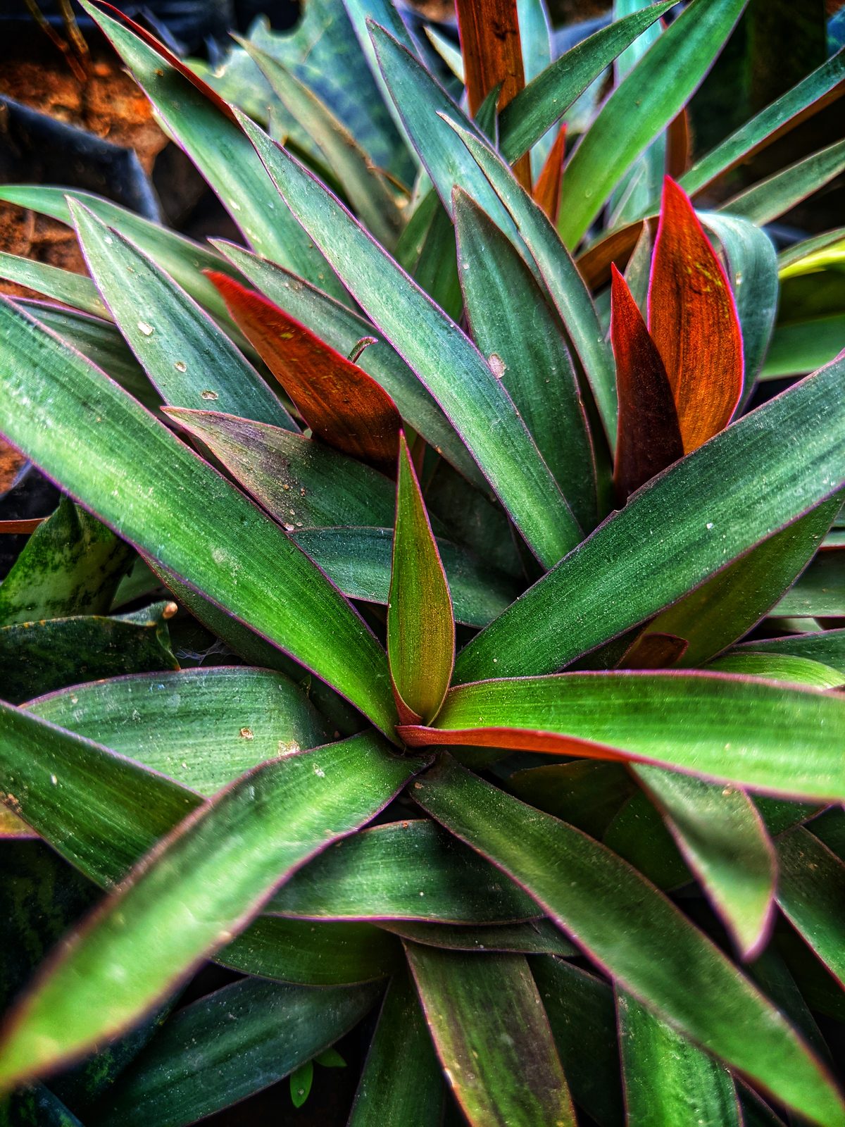 Boat Lily (Tradescantia spathacea) plant