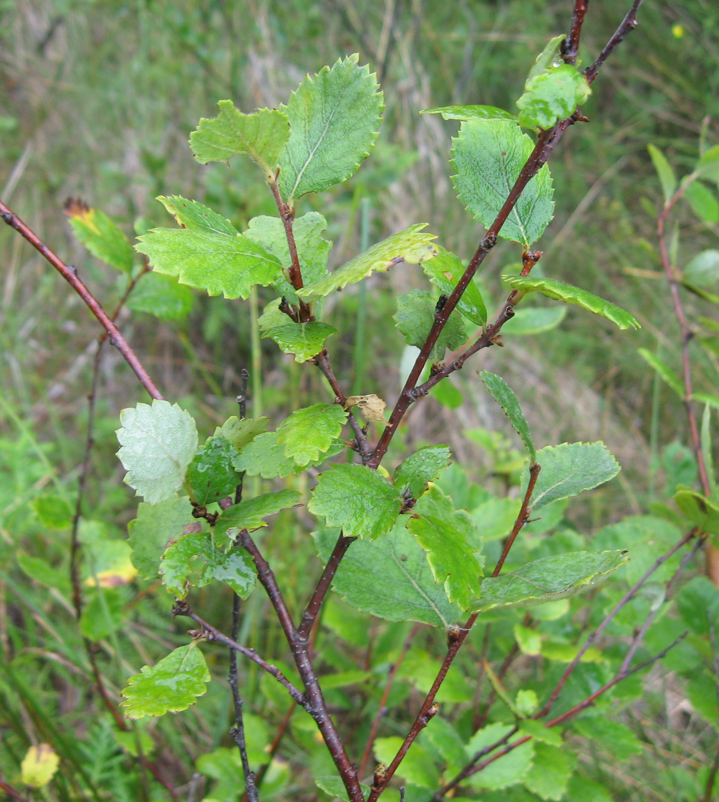 Bog Birch (Betula pumila) plant