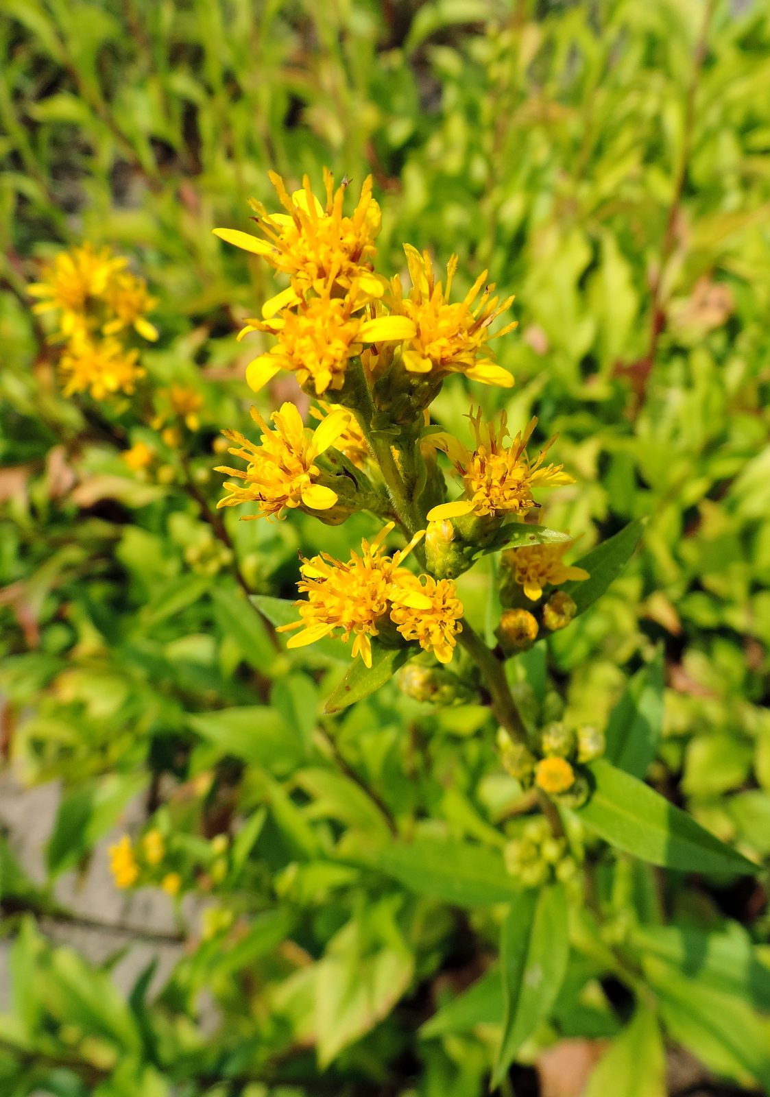 Bog Goldenrod (Solidago uliginosa) plant