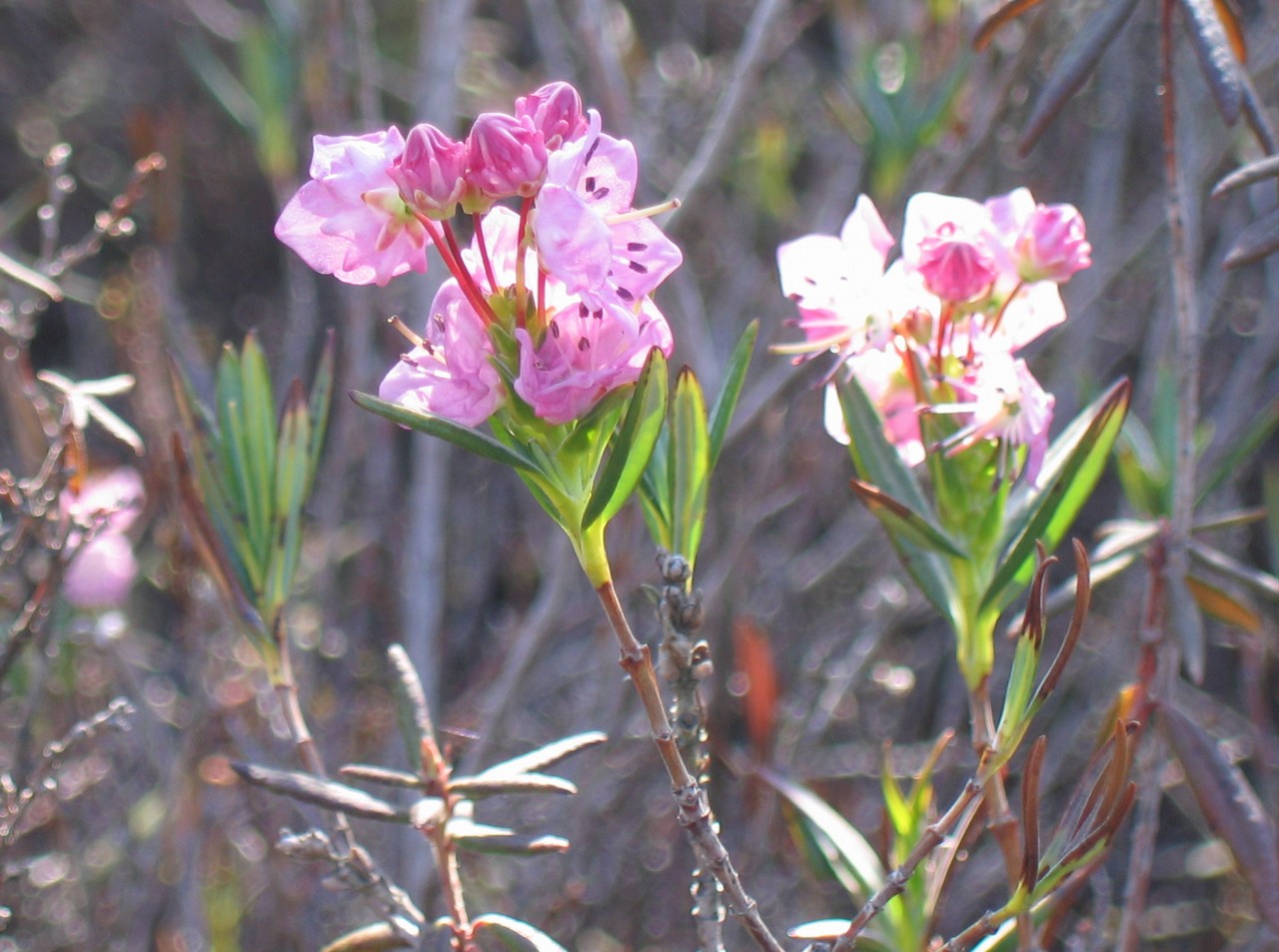 Bog Laurel (Kalmia polifolia) plant