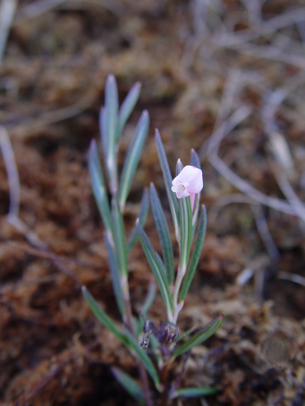 Bog Rosemary (Andromeda polifolia) plant