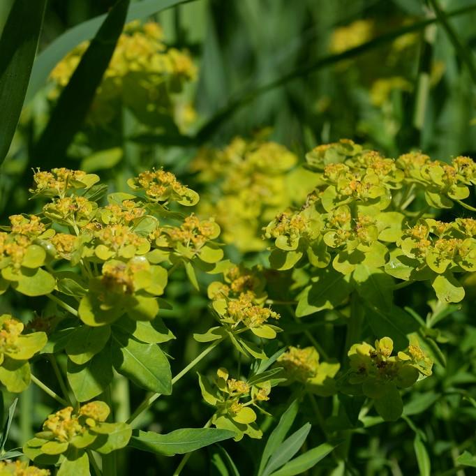 bog spurge (Euphorbia palustris) plant