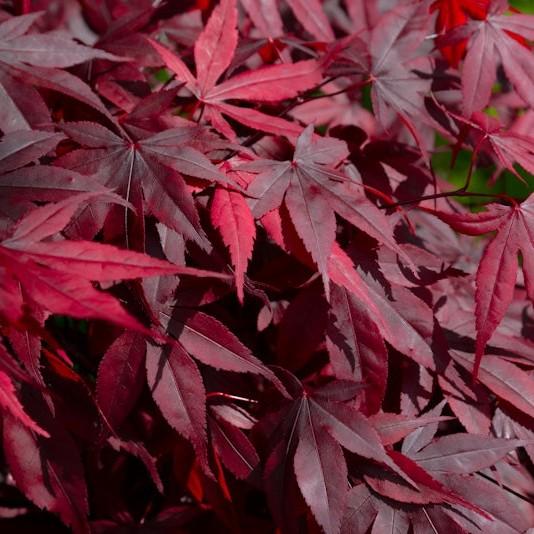 Bonfire Japanese Maple (Acer palmatum 'Bonfire') plant — close-up photo