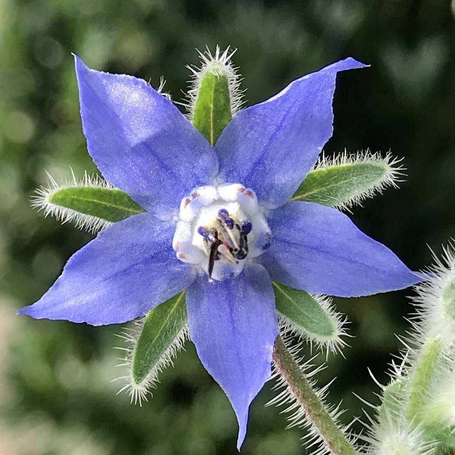 borage (Borago officinalis) plant — close-up photo