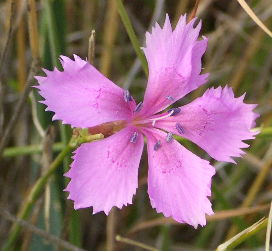 border carnation (Dianthus 'Pixie') plant — close-up photo