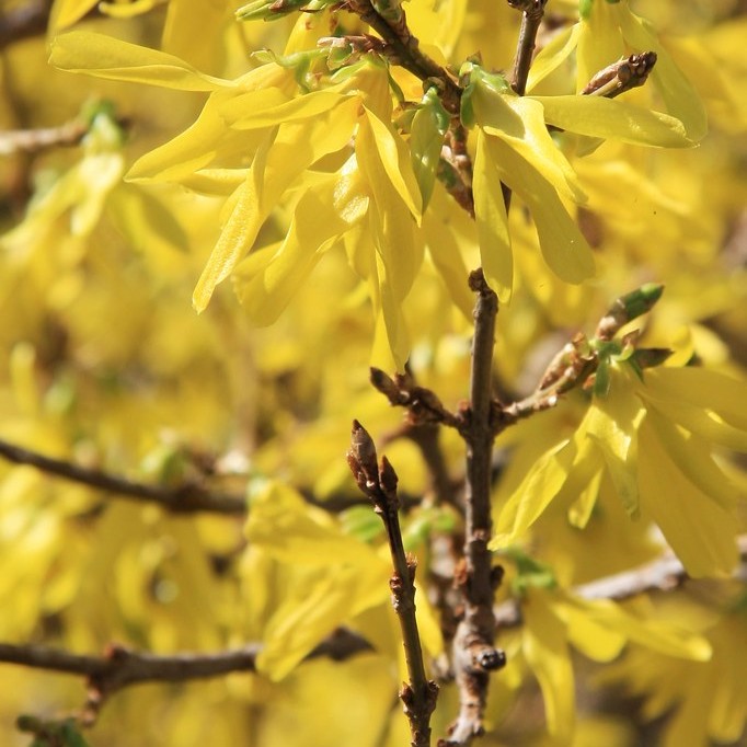 border forsythia (Forsythia intermedia 'Courdijau' GOLDEN PEEP) plant — close-up photo