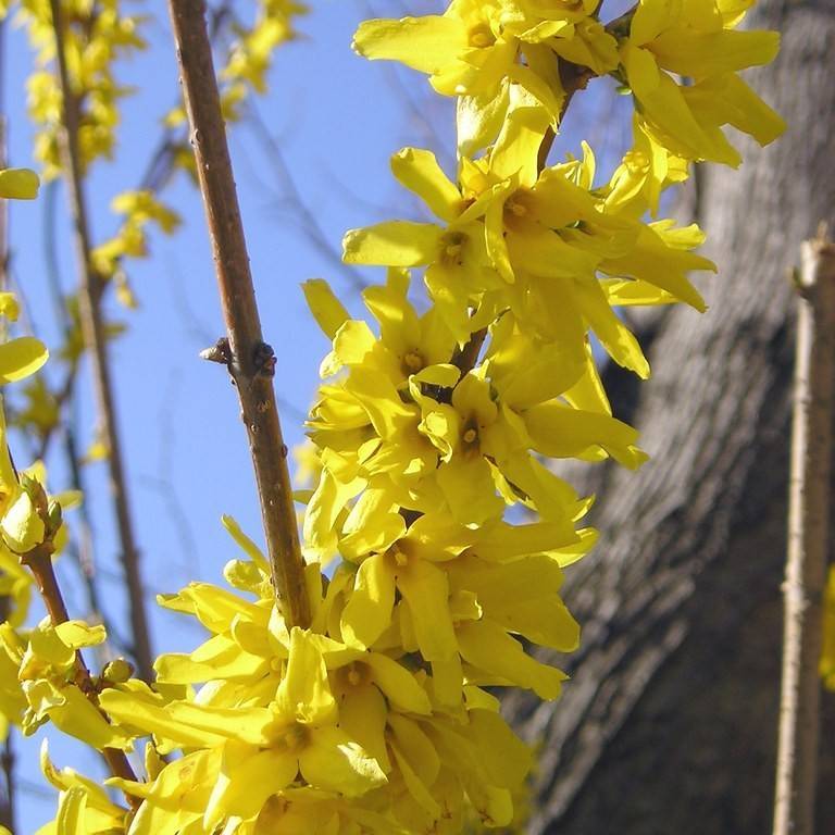 border forsythia (Forsythia intermedia 'Flojor' MINIGOLD) plant — close-up photo