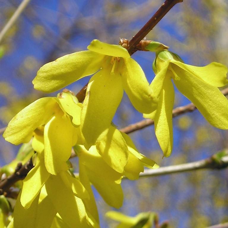 border forsythia (Forsythia intermedia 'Kolgold' MAGICAL GOLD) plant — close-up photo