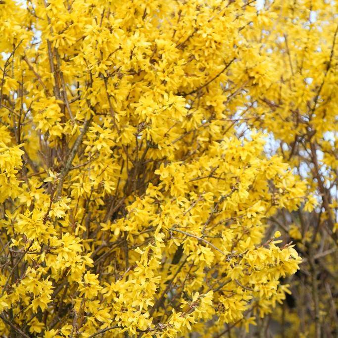 border forsythia (Forsythia intermedia 'Lynwood Variety') plant — close-up photo
