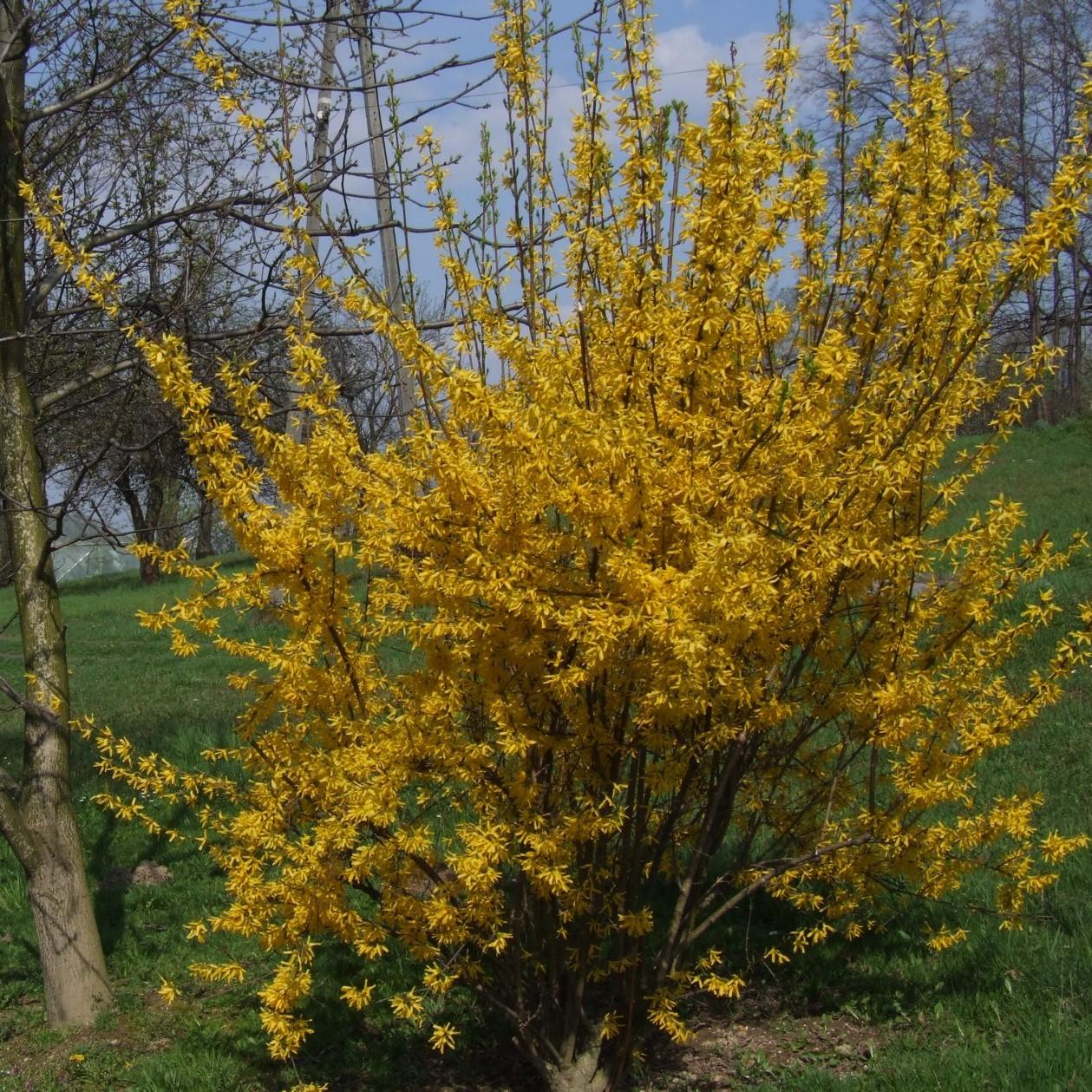 border forsythia (Forsythia intermedia 'Mindor' SHOW OFF) plant — close-up photo