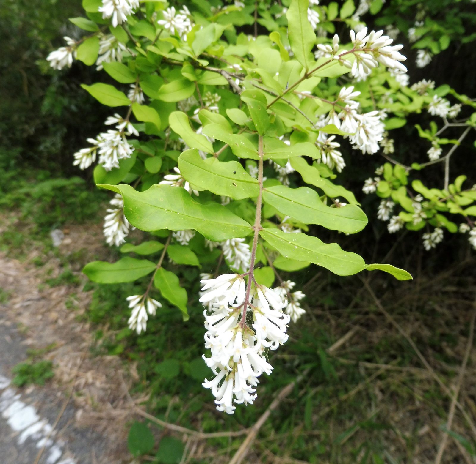 Border Privet (Ligustrum obtusifolium) plant