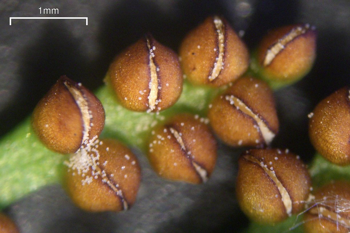 Boreal Moonwort (Botrychium pinnatum) plant