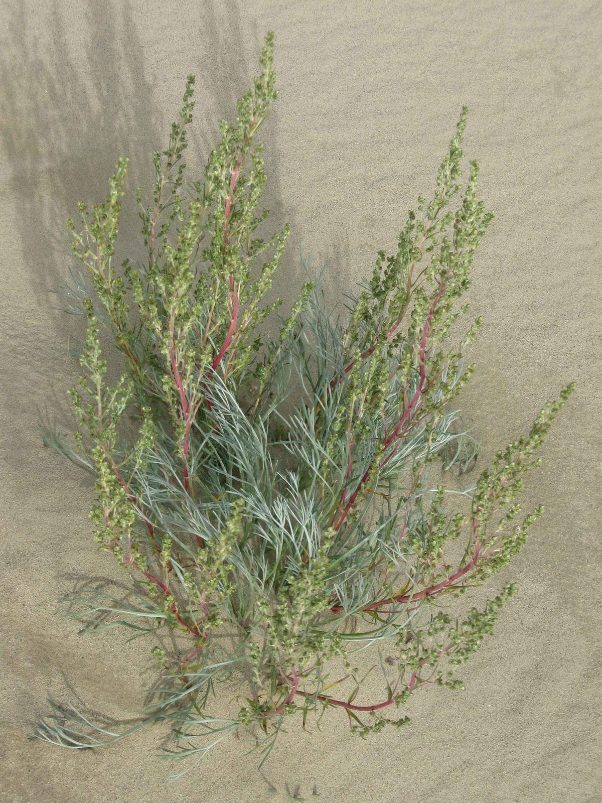 Boreal Wormwood (Artemisia borealis) plant