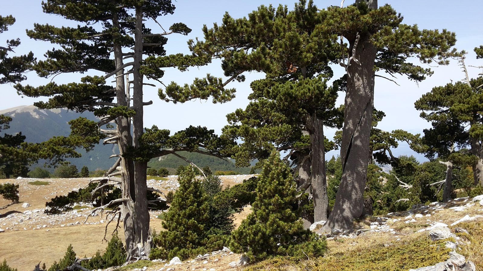 Bosnian Pine (Pinus heldreichii) plant