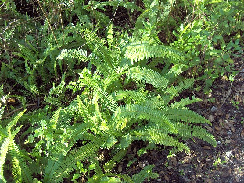 Boston Fern (Nephrolepis exaltata 'Bostoniensis') plant