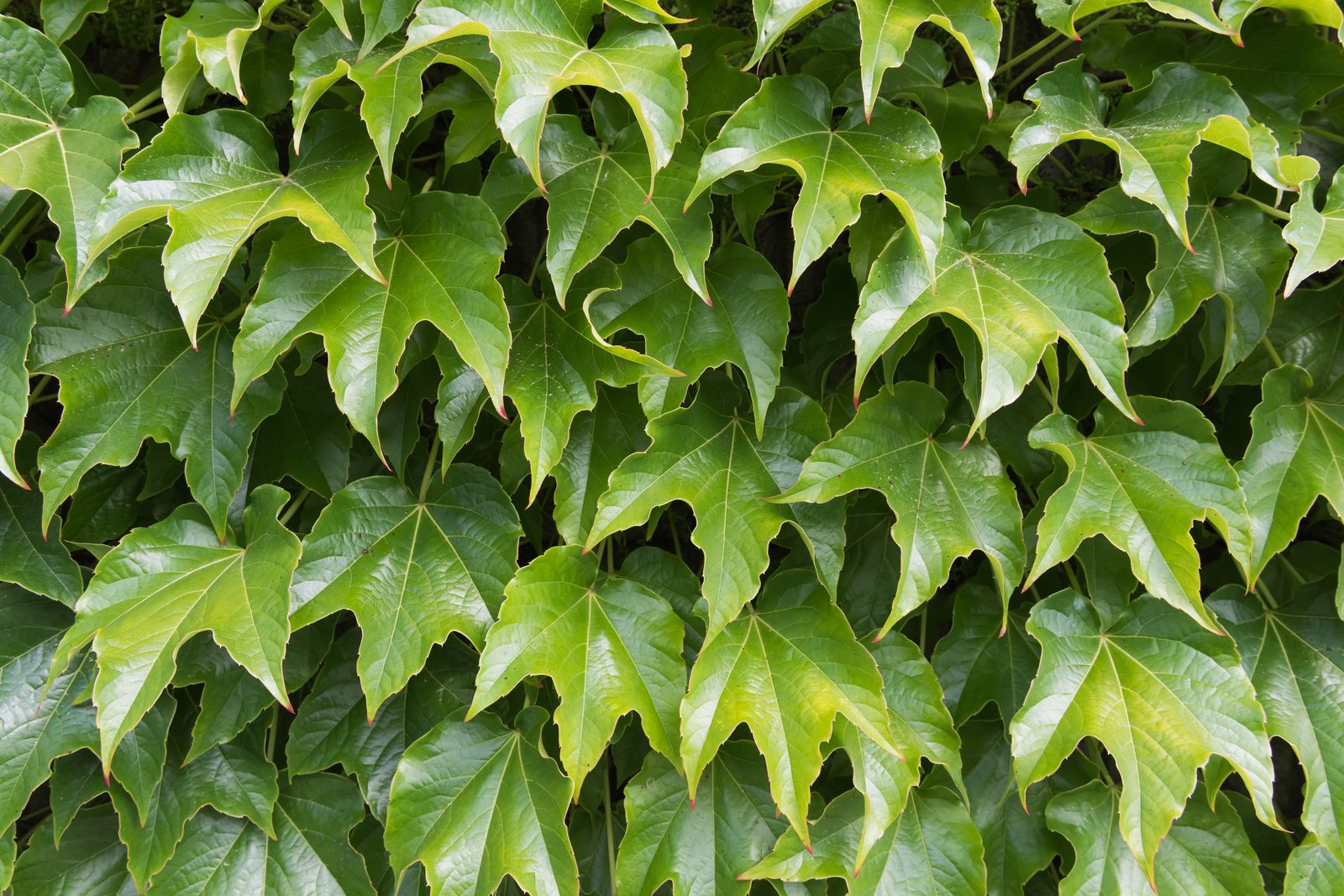 Boston Ivy (Parthenocissus tricuspidata) plant