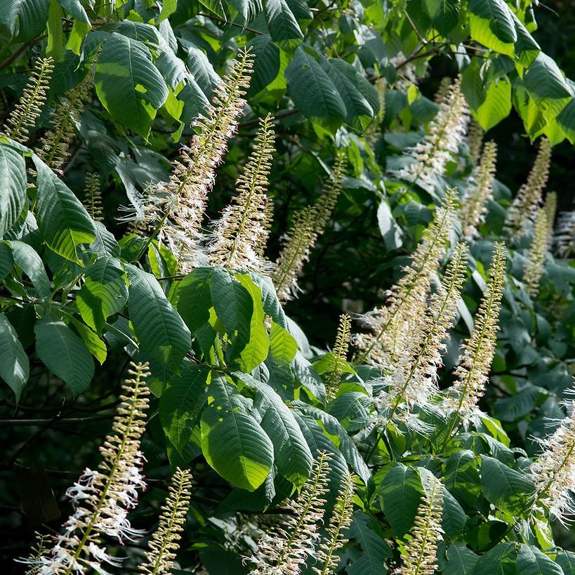 bottlebrush buckeye (Aesculus parviflora var. serotina 'Rogers') plant — close-up photo