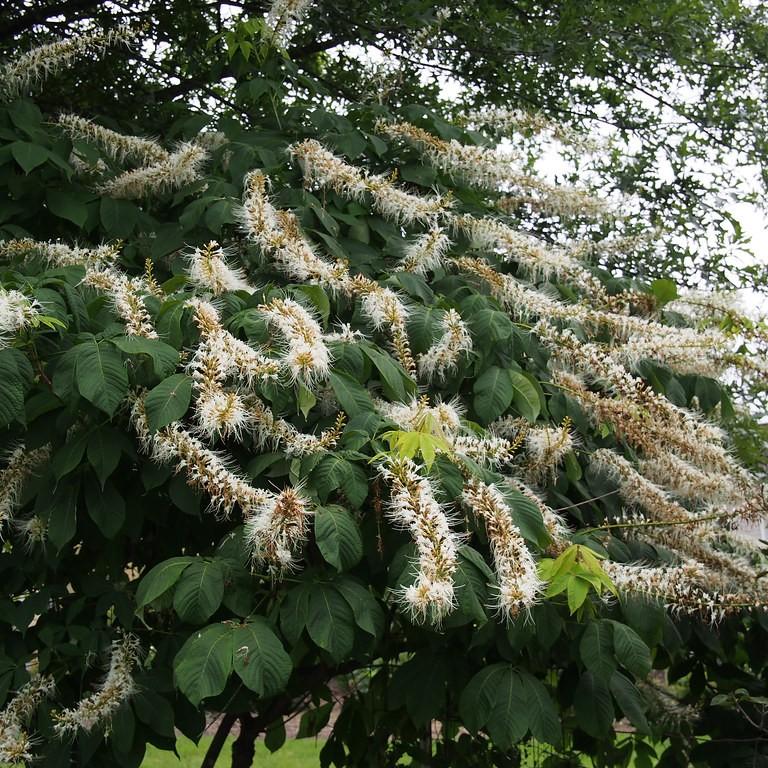 bottlebrush buckeye (Aesculus parviflora) plant — close-up photo