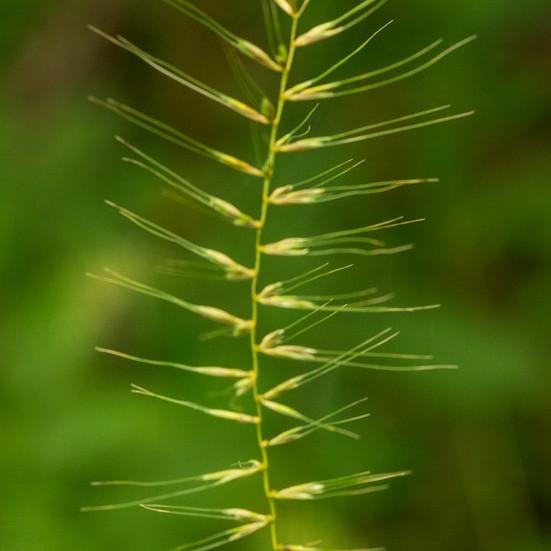bottlebrush grass (Elymus hystrix) plant — close-up photo