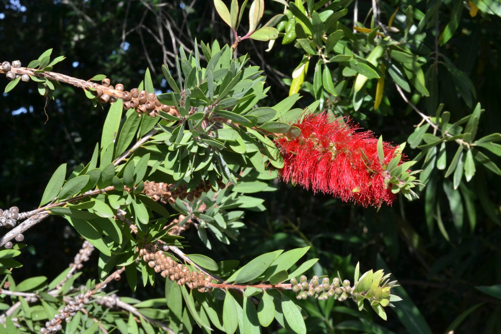 Bottlebrush (Callistemon citrinus) plant