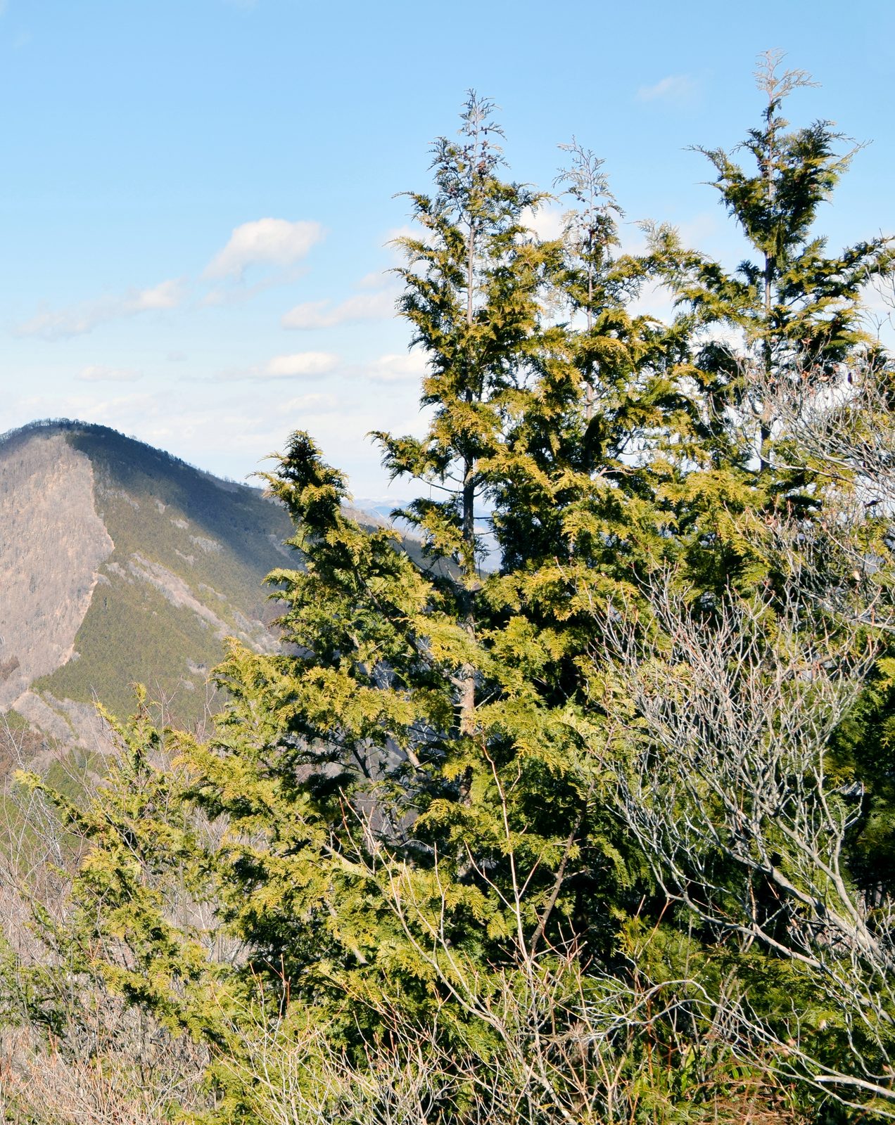 Boulevard False Cypress (Chamaecyparis pisifera 'Boulevard') plant