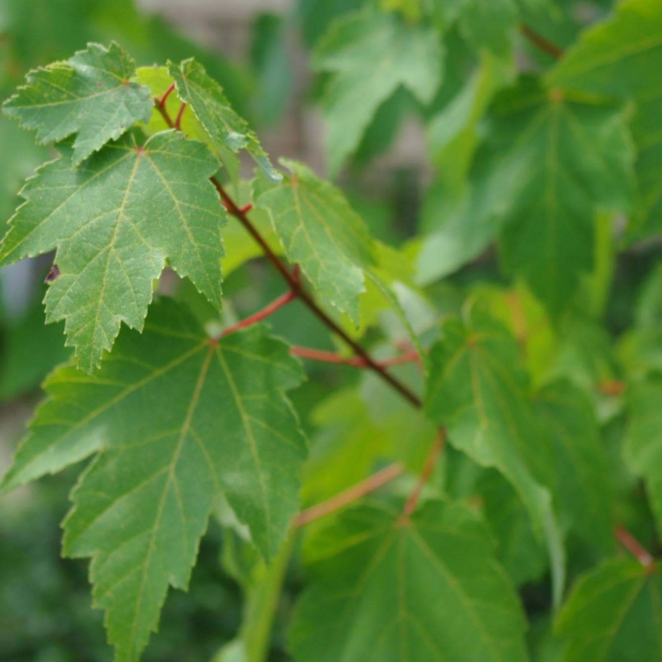 Bowhall Red Maple (Acer rubrum 'Bowhall') plant — close-up photo