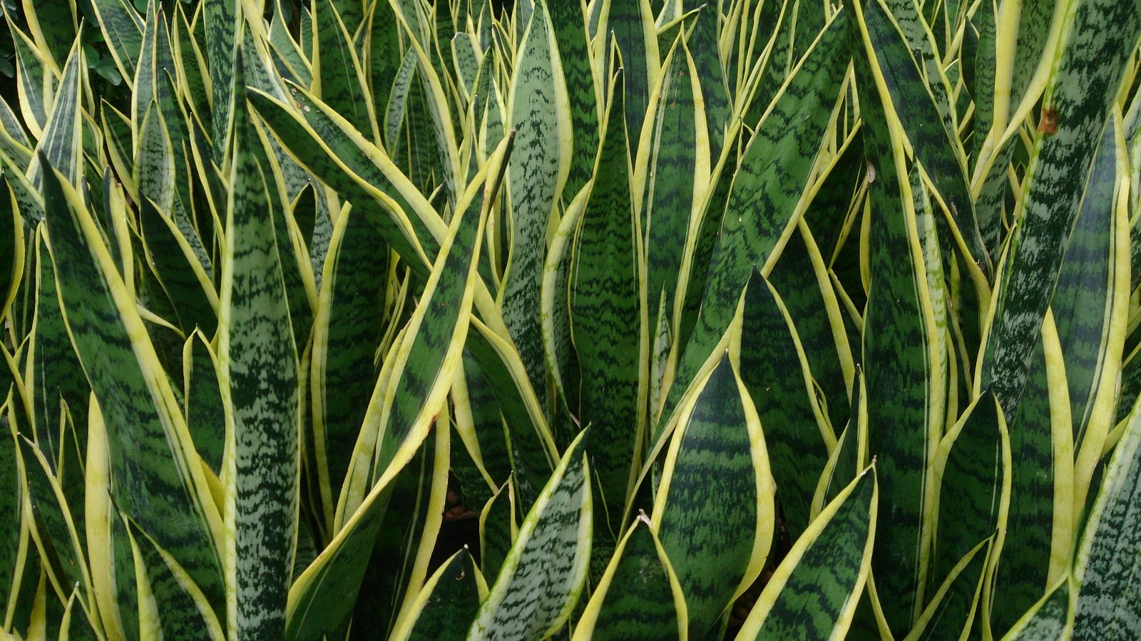 Bowstring Hemp (Sansevieria trifasciata (now reclassified as Dracaena trifasciata)) plant