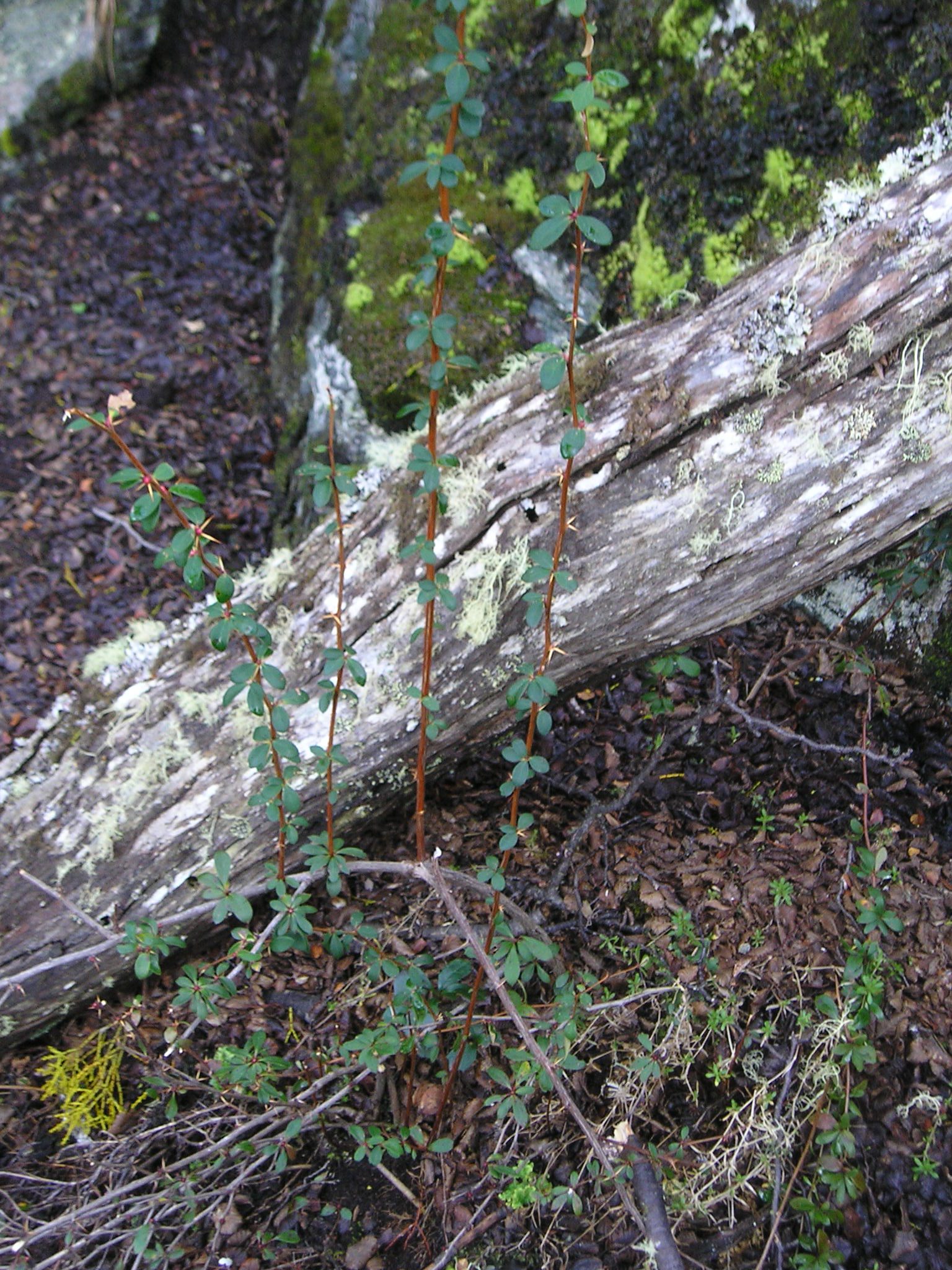 Box Leaf Barberry (Berberis buxifolia) plant