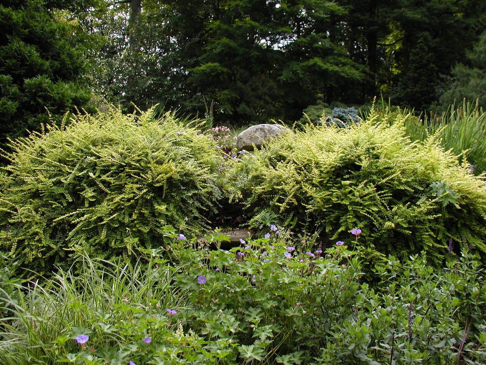 Boxleaf Honeysuckle (Lonicera nitida) plant