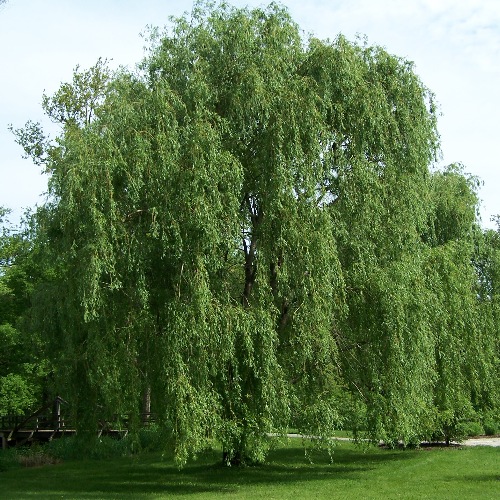 Boyds Dwarf Willow (Salix boydii) plant