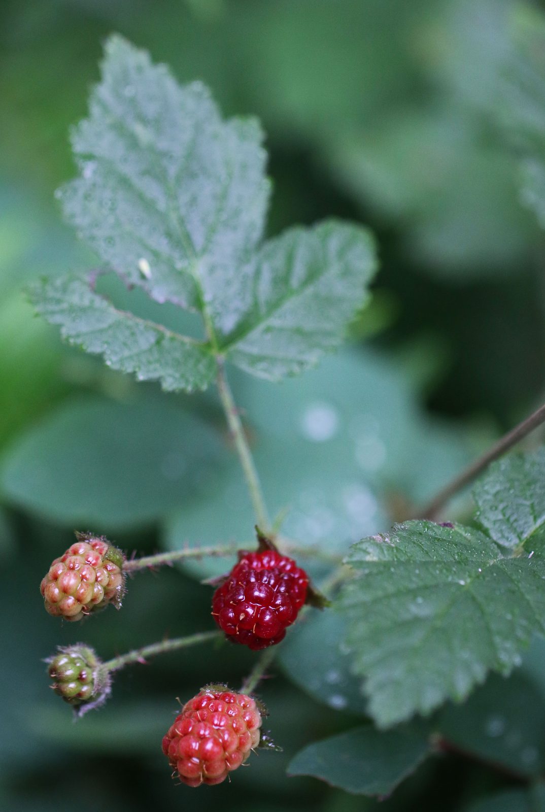 Boysenberry (Rubus ursinus × idaeus 'Boysen') plant