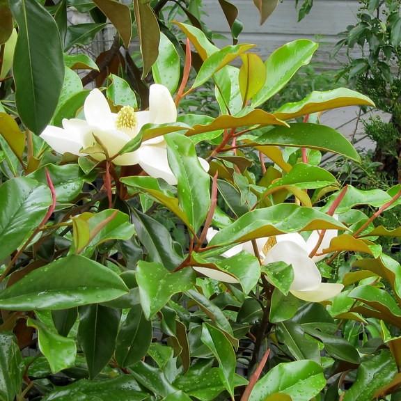 Bracken's Brown Beauty Magnolia (Magnolia grandiflora 'Bracken's Brown Beauty') plant — close-up photo