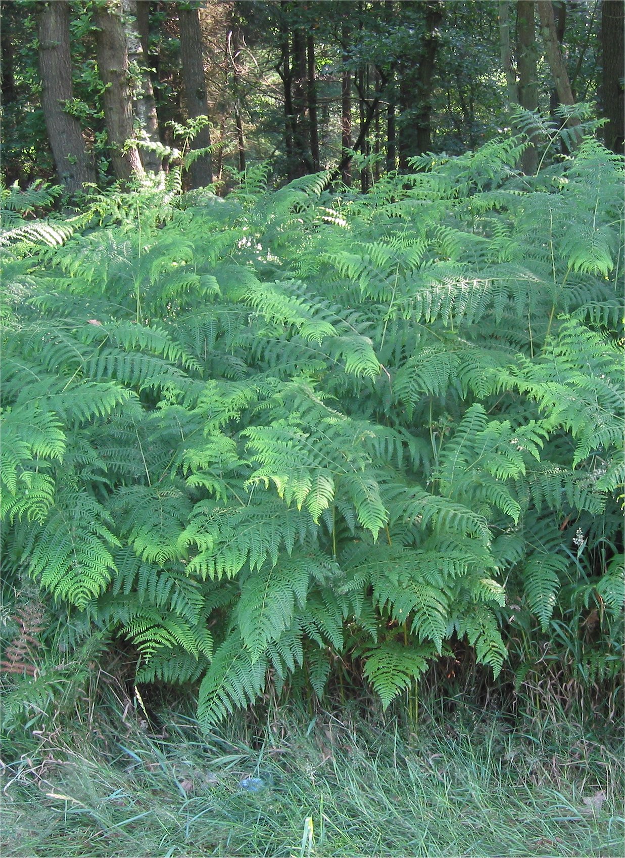 Bracken (Pteridium aquilinum) plant