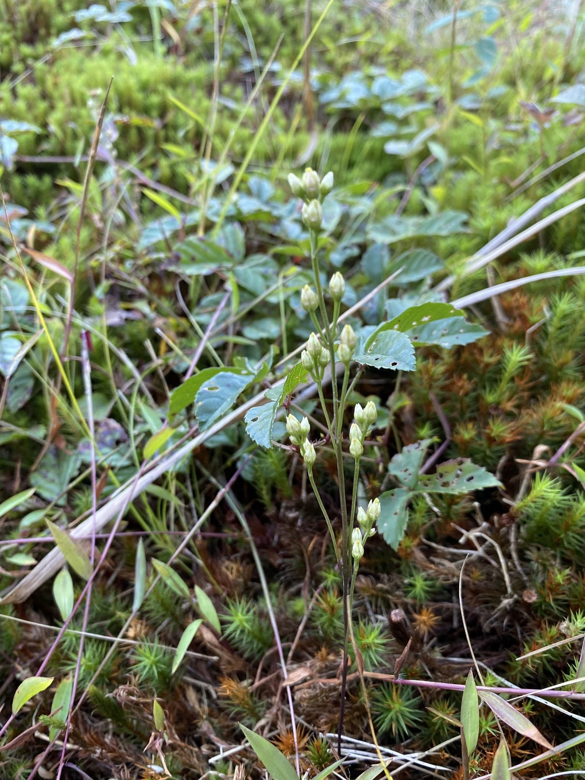 Branched Bartonia (Bartonia paniculata) plant