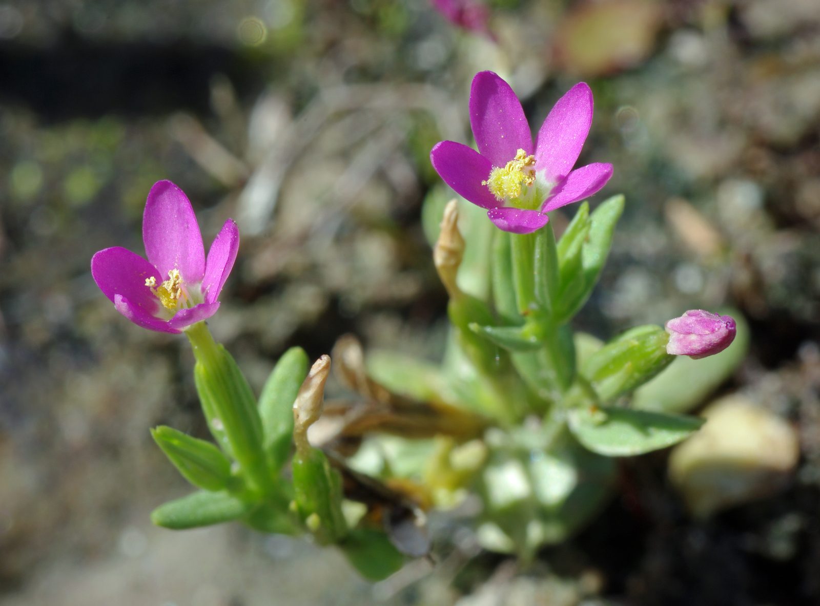 Branching Centaury (Centaurium pulchellum) plant