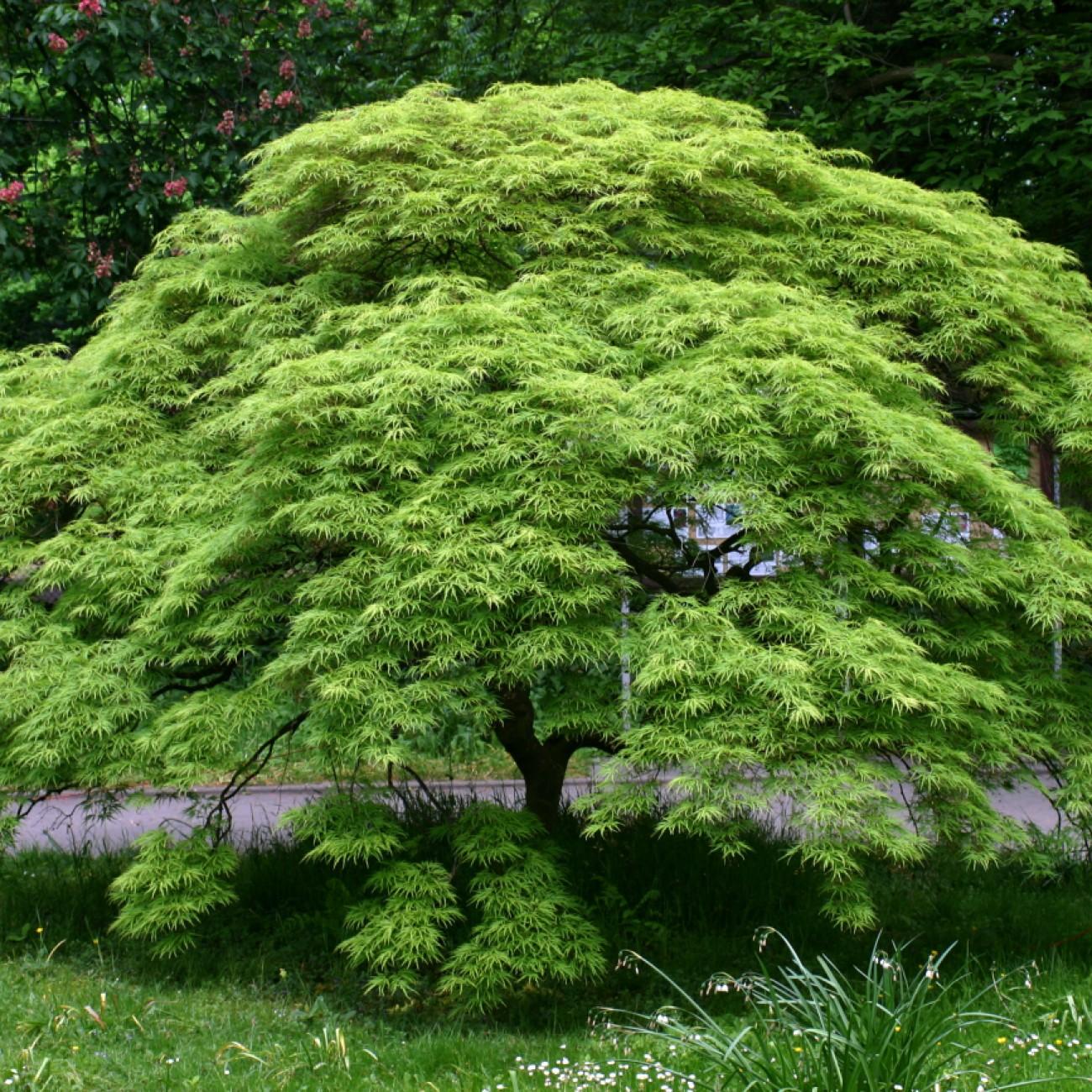 Brandt's Dwarf Japanese Maple (Acer palmatum 'Brandt's Dwarf') plant — close-up photo