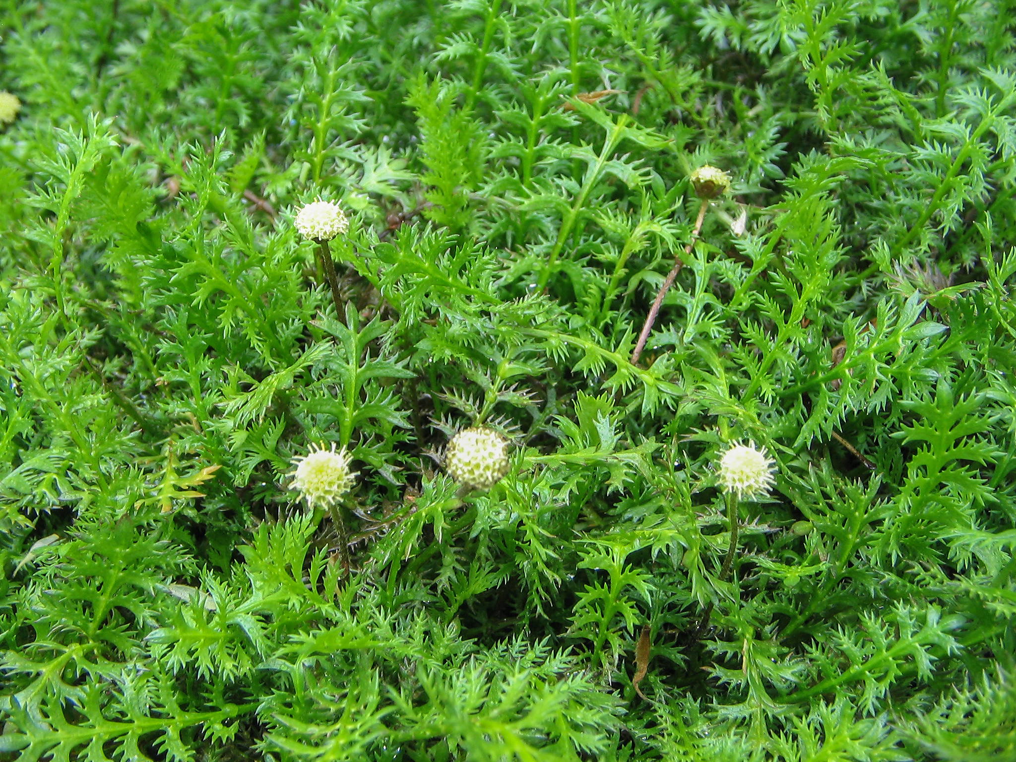 Brass Buttons (Leptinella squalida) plant