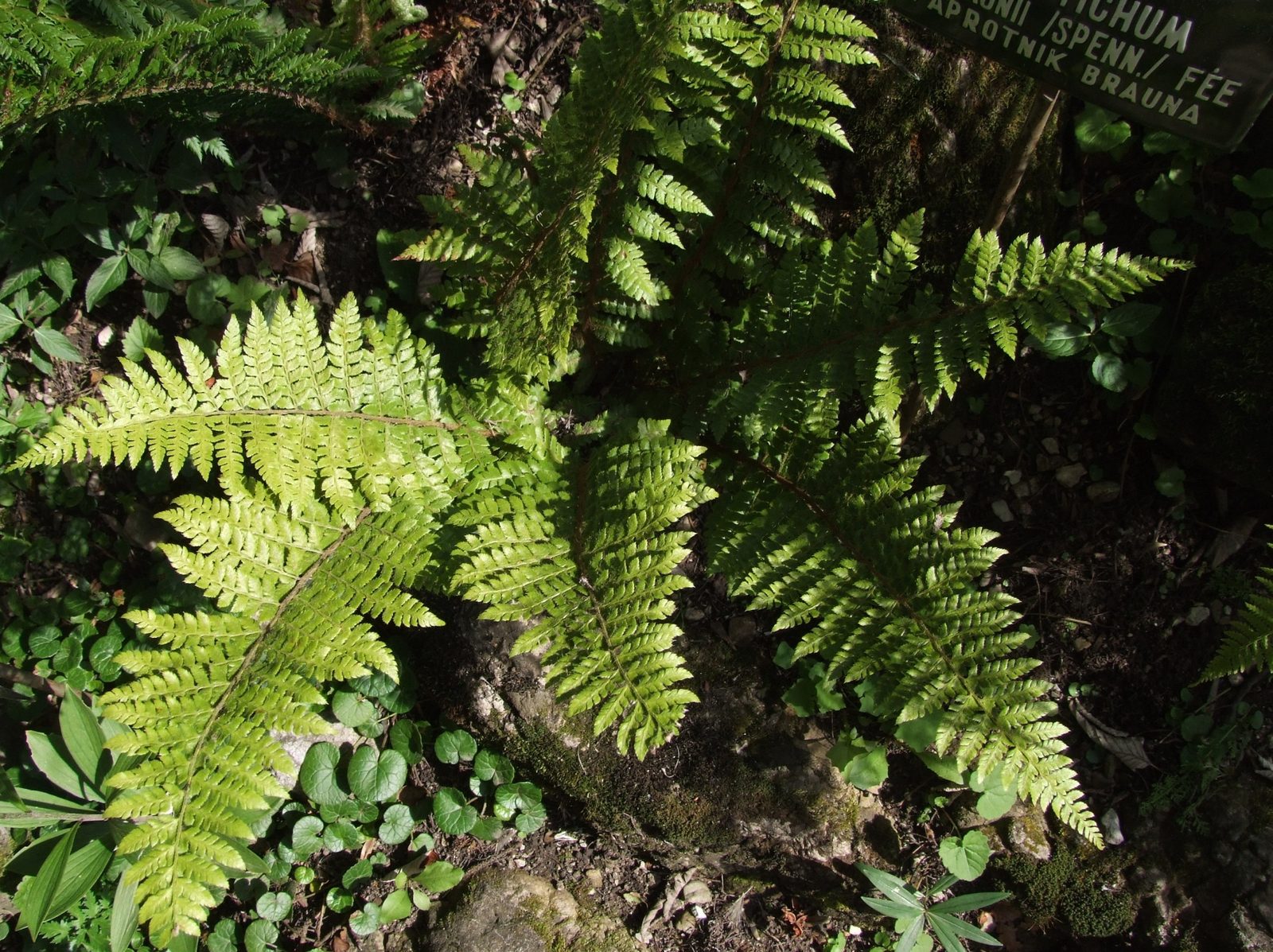 Braun's Holly Fern (Polystichum braunii) plant