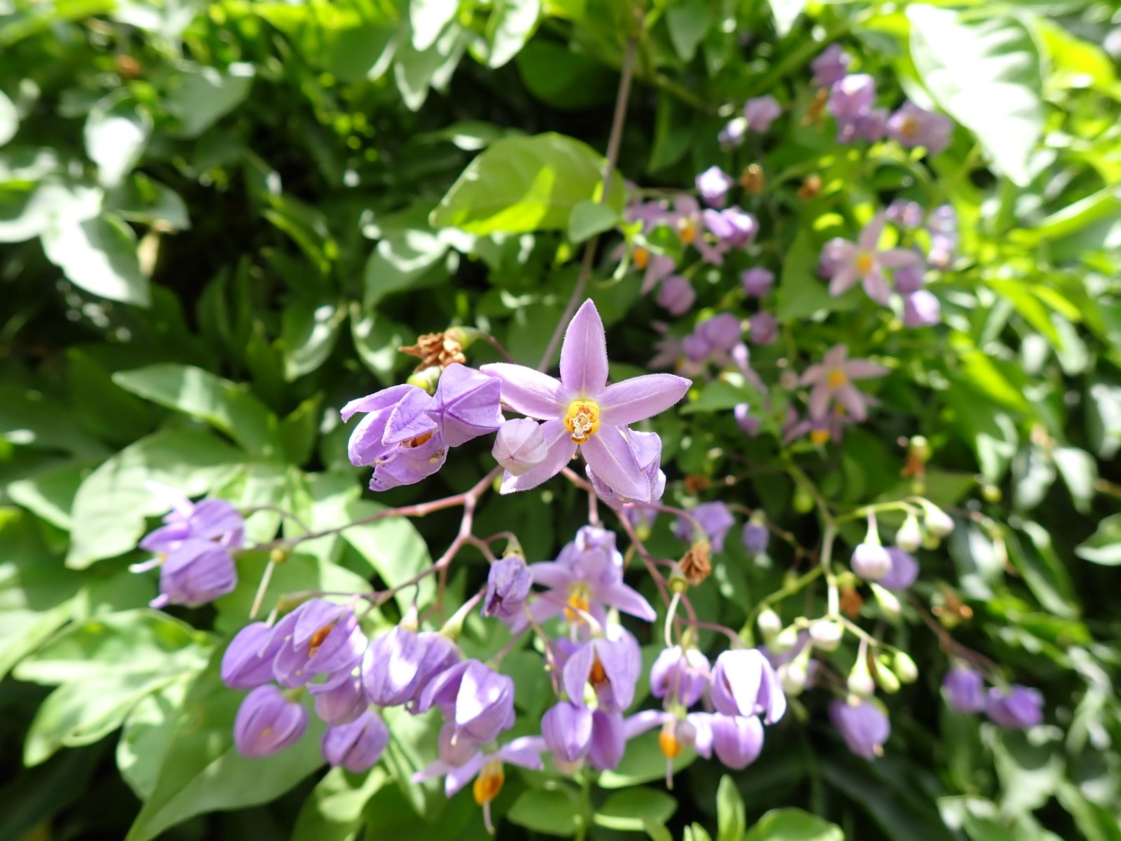 Brazilian Nightshade (Solanum seaforthianum) plant