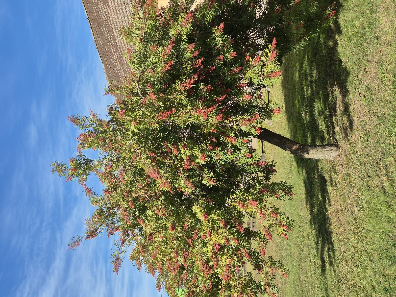 Brazilian Peppertree (Schinus terebinthifolia) plant