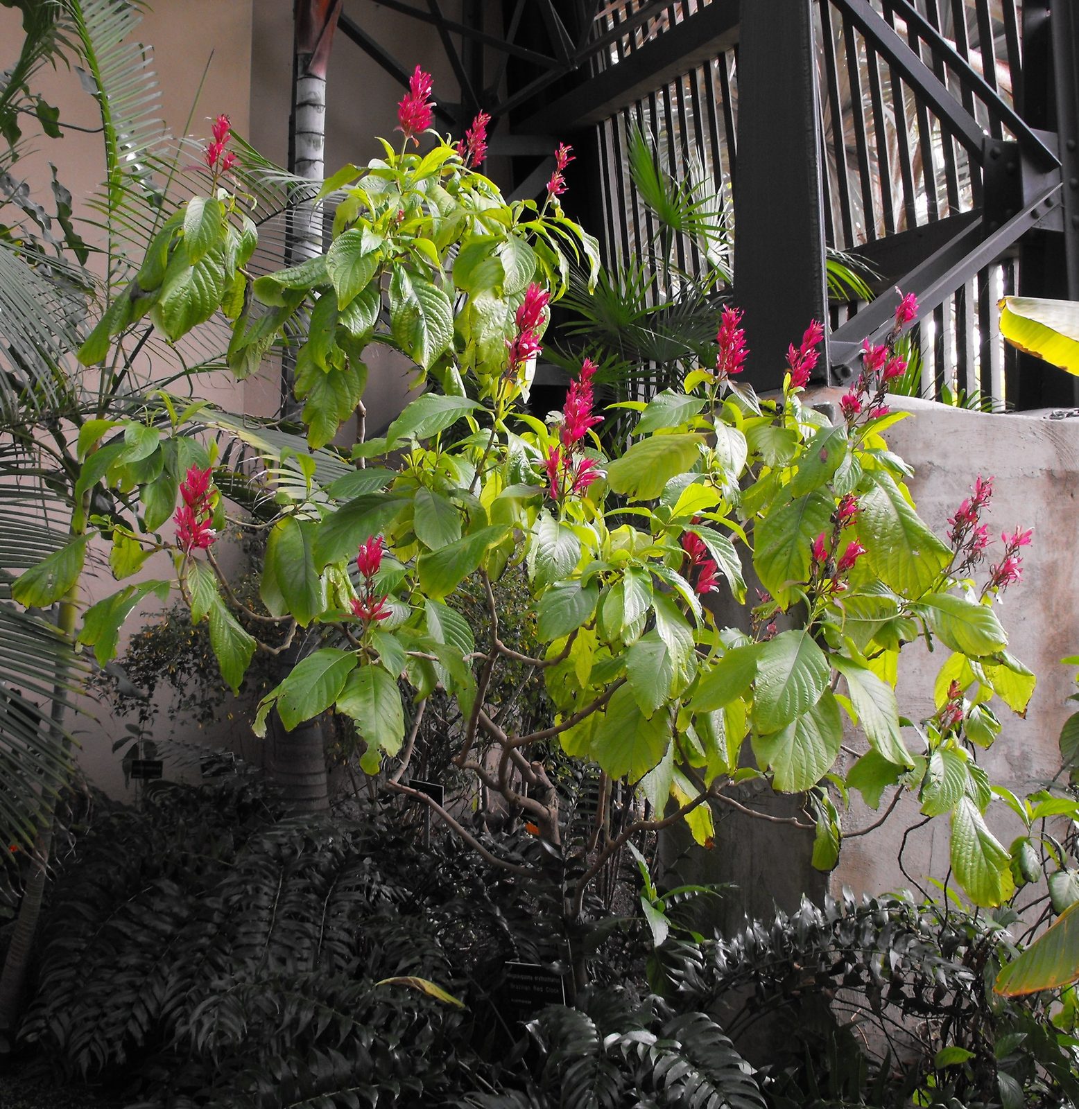 Brazilian Red Cloak (Megaskepasma erythrochlamys) plant