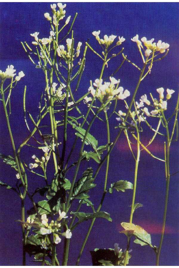 Brewer's Bitter Cress (Cardamine breweri) plant