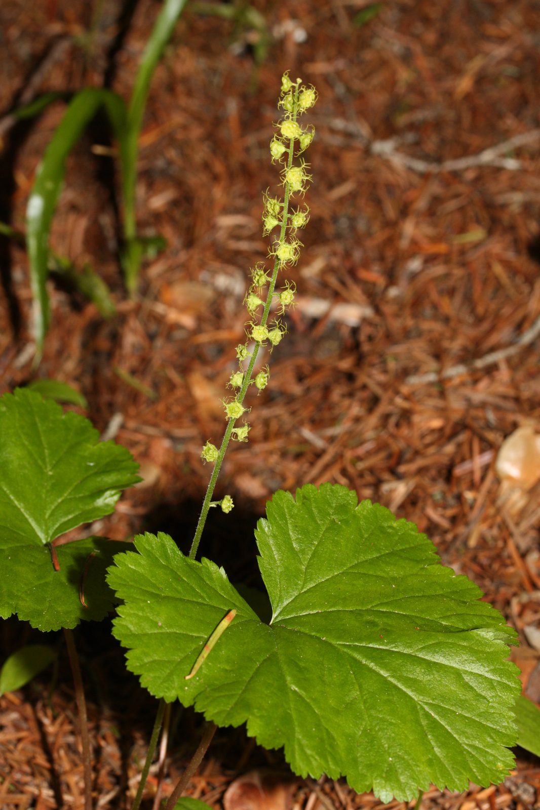 Brewer's Cap (Mitella breweri) plant